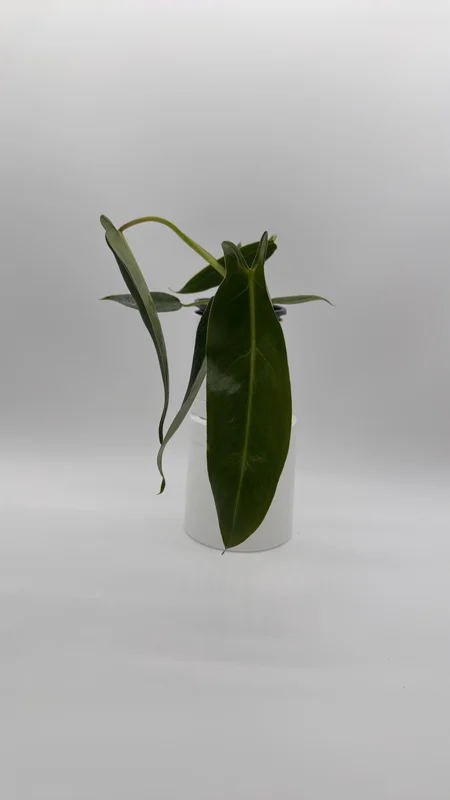 Rare Philodendron Spiritus Sancti Live Plant – 4 inch Pot – Exotic Indoor Plant - Image 1