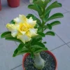 Rare Yellow White Desert Rose Seeds - Adenium Obesum Perennial Flowers - 250 Seeds - Image 1