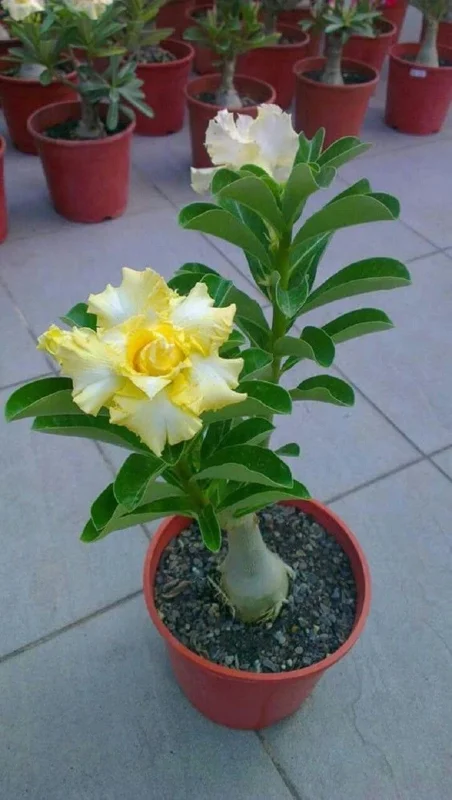 Rare Yellow White Desert Rose Seeds - Adenium Obesum Perennial Flowers - 250 Seeds - Image 1