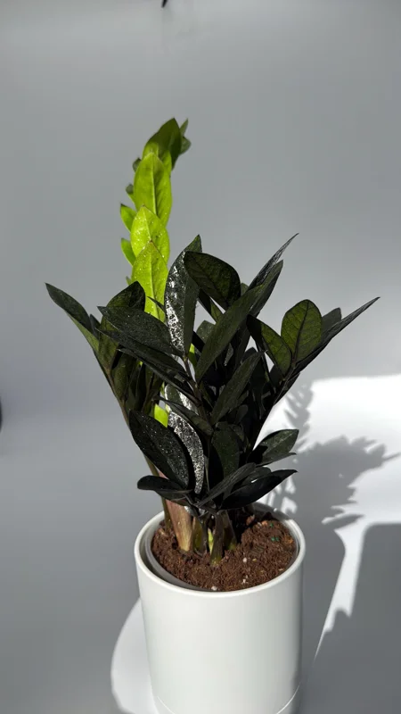 Raven ZZ Plant - Black Foliage Tropical Houseplant - Live Plant - 5" Pot - Image 2