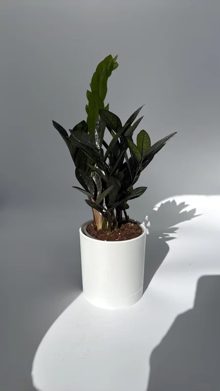 Raven ZZ Plant - Black Foliage Tropical Houseplant - Live Plant - 5" Pot - Image 1