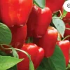 Red Beauty Bell Pepper Live Plants - Sweet Pepper - 3 Pack - Vegetative Stage - Image 1