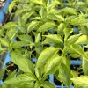 Red Cayenne Chili Pepper Live Plants - Super Hot Pepper - Set of 3 - 75 Days Old - Vegetative Stage - Image 1