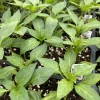 Red Cherry Hot Cherry Bomb Chili Super Hot Pepper Live Plants – Set of 3 – Vegetative Stage - Image 1