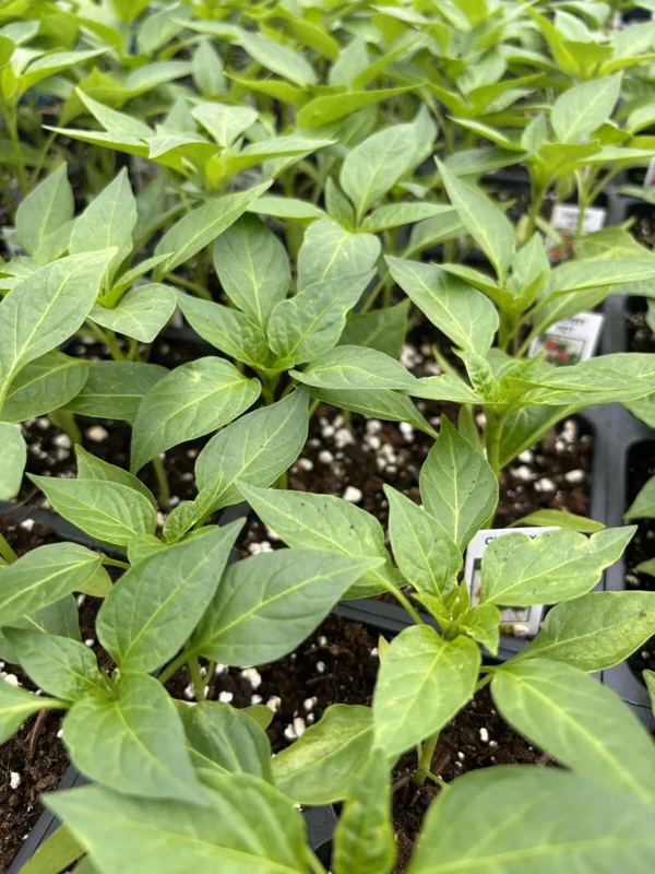 Red Cherry Hot Cherry Bomb Chili Super Hot Pepper Live Plants – Set of 3 – Vegetative Stage - Image 1