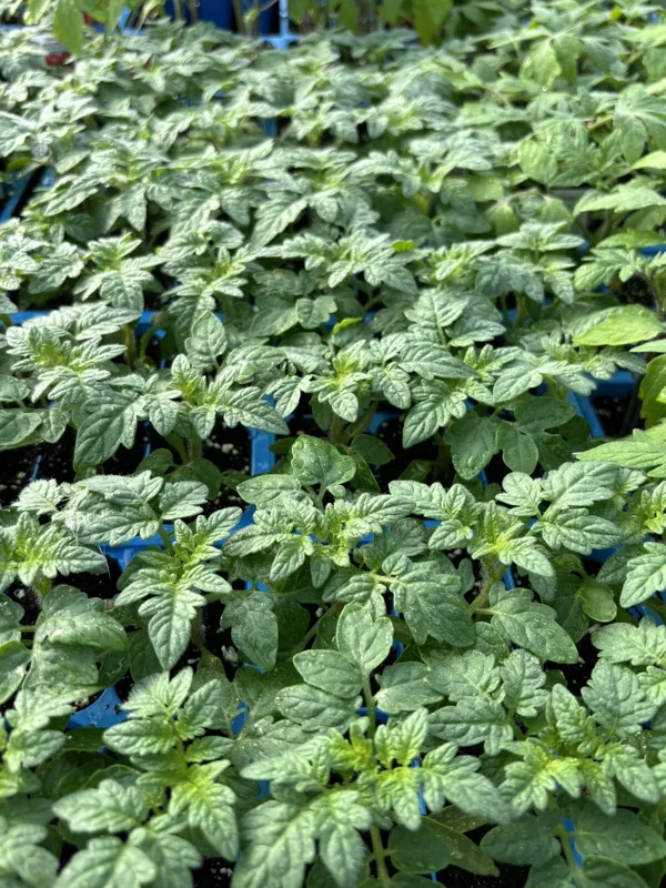 Red Cherry Tomato Live Plants - 4 Pack, 6-10 Inches Tall, 60+ Days Old, Outdoor Red Cherry Tomato Live Plants - 4 Pack, 6-10 Inches Tall, 60+ Days Old, Outdoor - Image 1