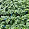 Red Cherry Tomato Live Plants - Set of 2, 6-10 Inches Tall, 60+ Days Old - Image 1
