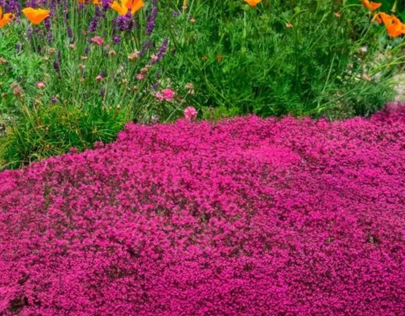 Red Creeping Thyme Seeds 1000+ - Hardy Perennial Ground Cover - Image 2