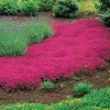 Red Creeping Thyme Seeds 1000+ - Hardy Perennial Ground Cover - Image 1