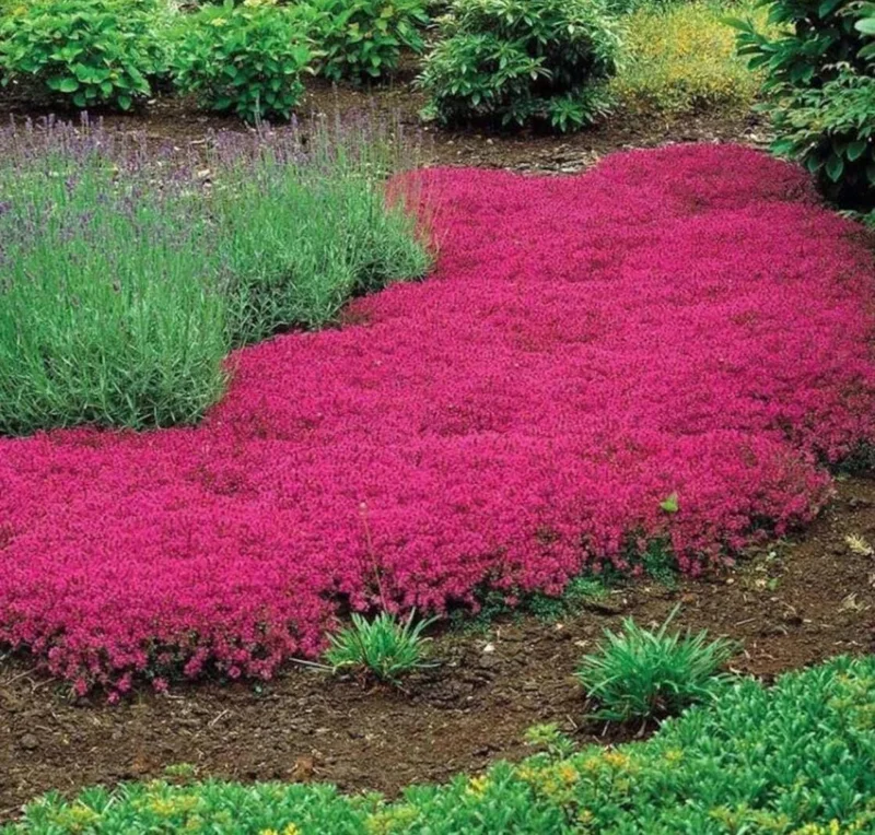 Red Creeping Thyme Seeds 1000+ - Hardy Perennial Ground Cover - Image 1