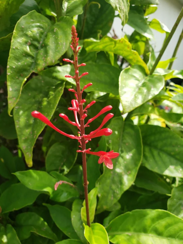 Red Firespike Cardinal's Guard Cuttings - Odontonema Cuspidatum - 4x Live Plant Cuttings - Image 2