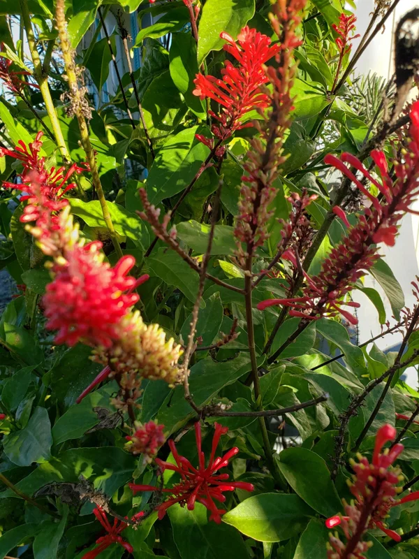 Red Firespike Cardinal's Guard Cuttings - Odontonema Cuspidatum - 4x Live Plant Cuttings - Image 1