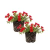 Red Flare Portulaca Live Plants, Moss Rose Succulent, 2-Pack, 4-7 Inch Tall, Outdoor Red Flare Portulaca Live Plants, Moss Rose Succulent, 2-Pack, 4-7 Inch Tall, Outdoor - Image 1