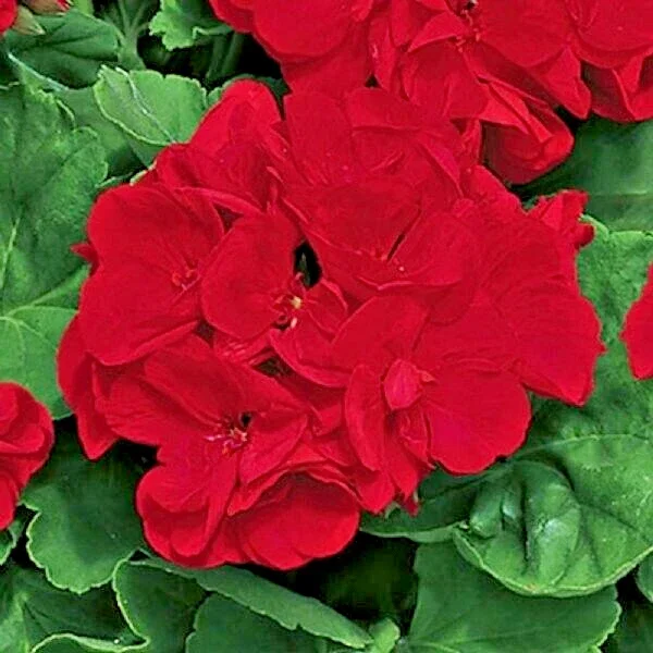 Red Geranium Pelargonium Cuttings - 3 Live 6 inch Unrooted Plants Red Geranium Pelargonium Cuttings - 3 Live 6 inch Unrooted Plants - Image 2