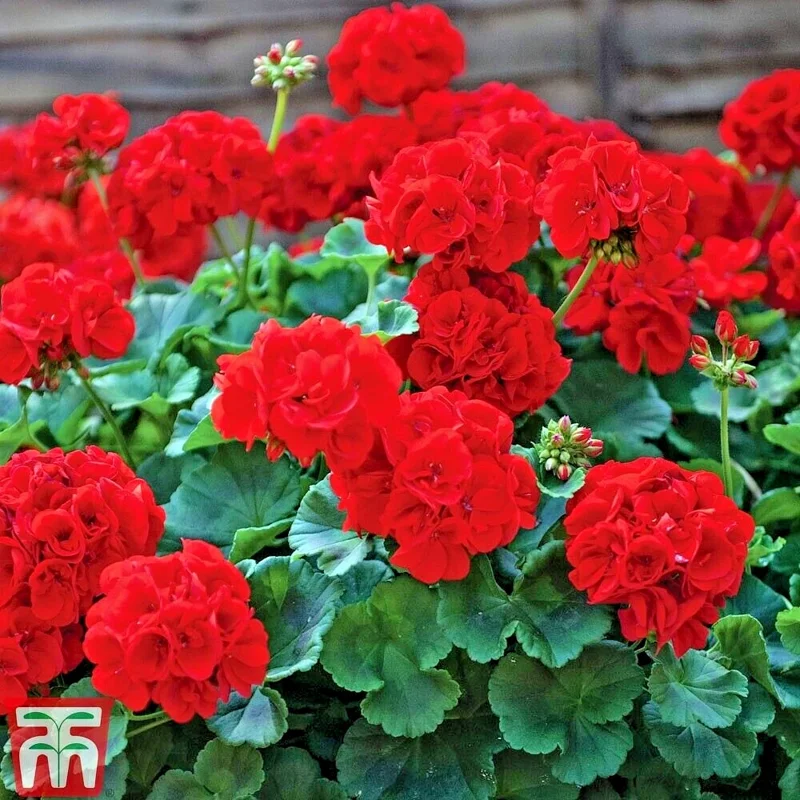 Red Geranium Pelargonium Cuttings - 3 Live 6 inch Unrooted Plants Red Geranium Pelargonium Cuttings - 3 Live 6 inch Unrooted Plants - Image 3
