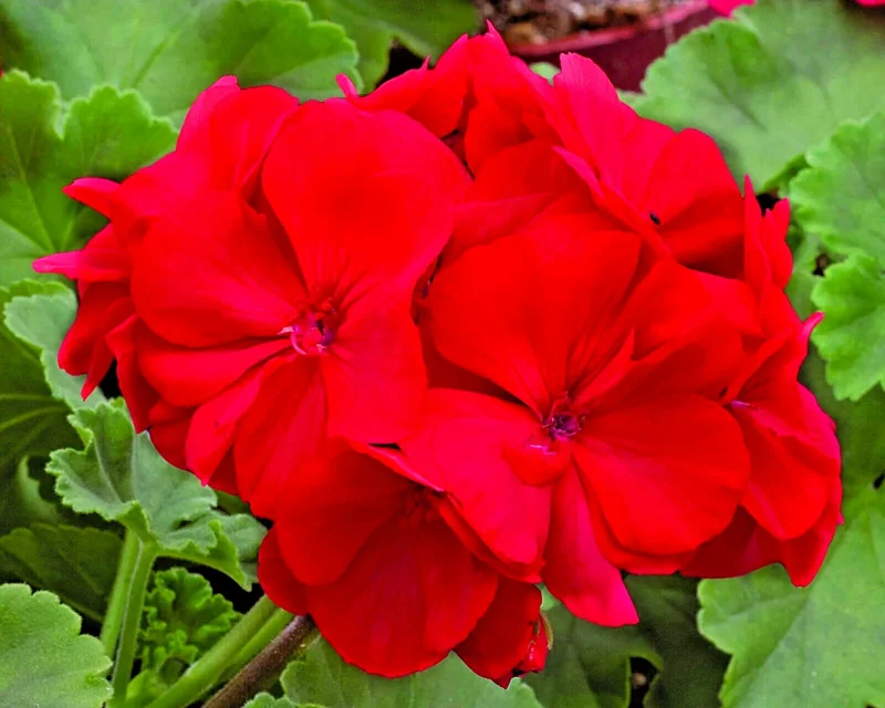 Red Geranium Pelargonium Cuttings - 3 Live 6 inch Unrooted Plants Red Geranium Pelargonium Cuttings - 3 Live 6 inch Unrooted Plants - Image 1