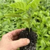Red Ghost Bhut Jolokia Pepper Live Plants - Super Hot Chili - 3 Pack, 75+ Days Old Red Ghost Bhut Jolokia Pepper Live Plants - Super Hot Chili - 3 Pack, 75+ Days Old - Image 1