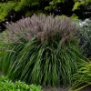 Red Head Fountain Grass Live Plant - Ornamental Perennial Grass - Image 1