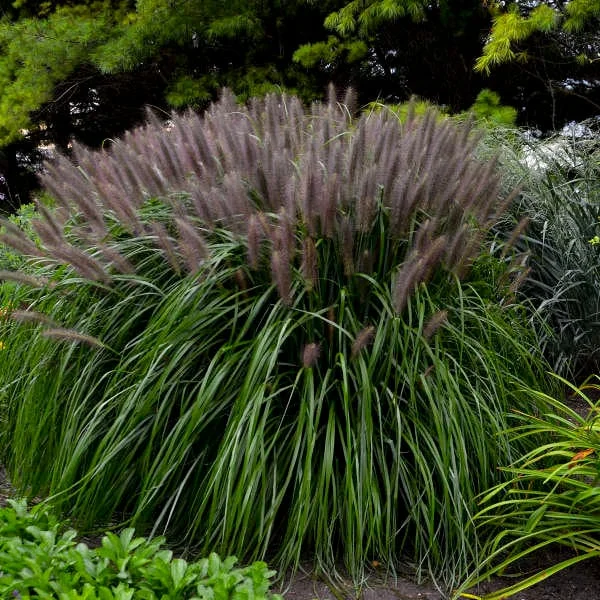 Red Head Fountain Grass Live Plant - Ornamental Perennial Grass - Image 1