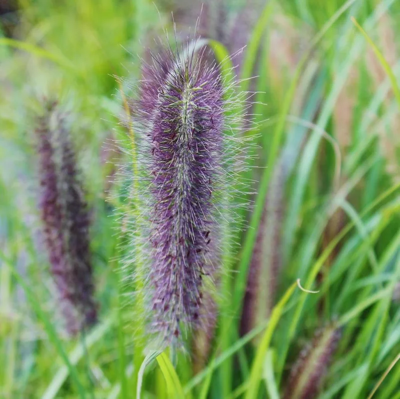 Red Head Fountain Grass Live Plant - Ornamental Perennial Grass - Image 2