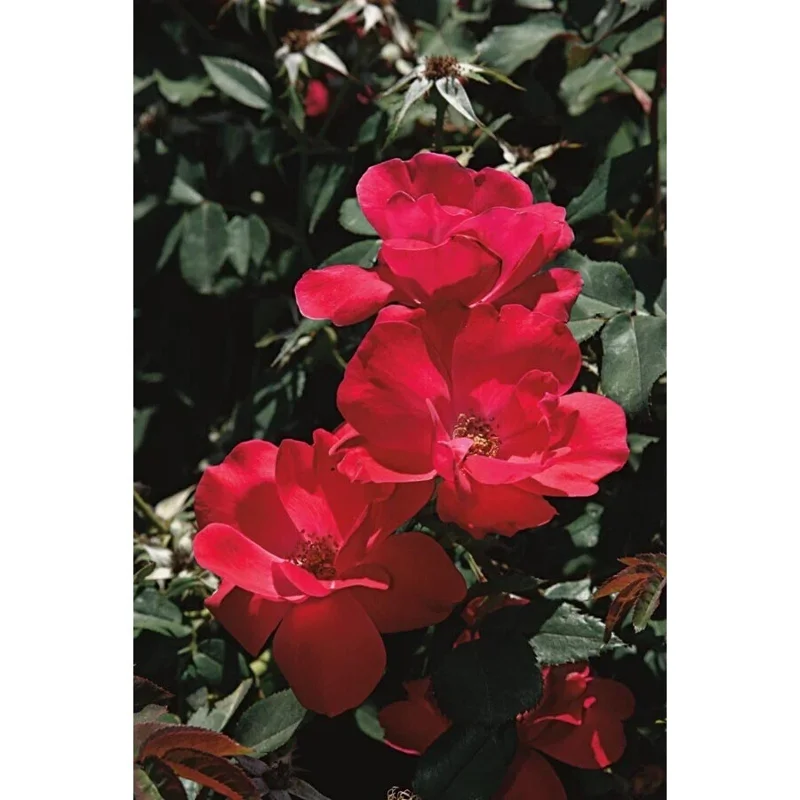 Red Knock Out Rose Bush - 3 Live Unrooted 6" Cuttings for Outdoor Planting Red Knock Out Rose Bush - 3 Live Unrooted 6" Cuttings for Outdoor Planting - Image 2