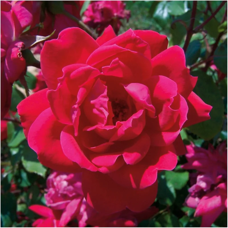 Red Knock Out Rose Bush - 3 Live Unrooted 6" Cuttings for Outdoor Planting Red Knock Out Rose Bush - 3 Live Unrooted 6" Cuttings for Outdoor Planting - Image 1