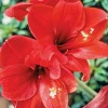 Red Lion Amaryllis Bulb - 1 Live Flower Bulb, Large Bloom for Holiday Gift - Image 1