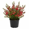 Red Manuka Tea Plant 4-7 Inches – Live Herb – Indoor/Outdoor Fragrant - Image 1