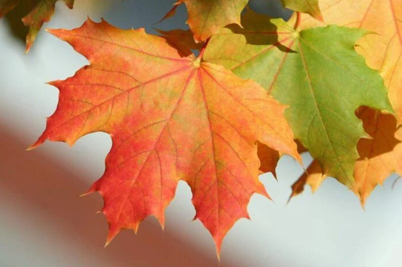 Red Maple Tree – Live Plant – Native Shade Tree – Brilliant Fall Color Red Maple Tree – Live Plant – Native Shade Tree – Brilliant Fall Color - Image 1
