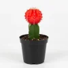 Red Moon Cactus Live Succulent Plant in 3 Inch Pot - Gymnocalycium Mihanovichii - Image 1