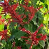 Red Odontonema Cuspidatum Firespike Cardinal’s Guard Live Plant – Pollinator - Image 1