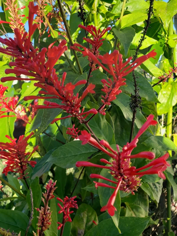 Red Odontonema Cuspidatum Firespike Cardinal’s Guard Live Plant – Pollinator - Image 1