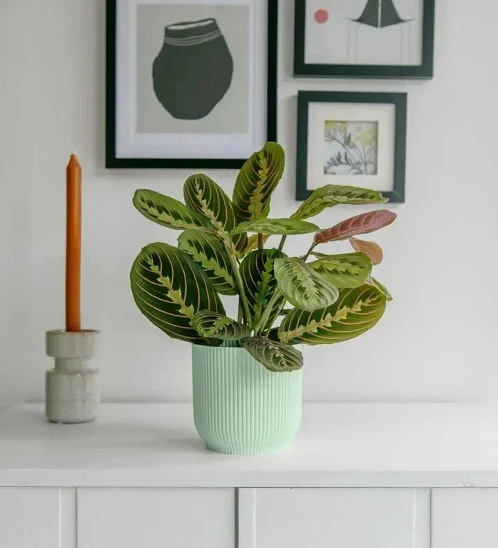 Red Prayer Plant (Maranta) Live Houseplant – 6 inch Potted Indoor Plant Red Prayer Plant (Maranta) Live Houseplant – 6 inch Potted Indoor Plant - Image 2