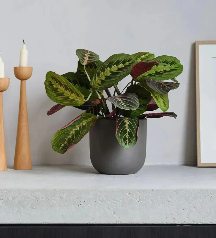 Red Prayer Plant (Maranta) Live Houseplant – 6 inch Potted Indoor Plant Red Prayer Plant (Maranta) Live Houseplant – 6 inch Potted Indoor Plant - Image 3