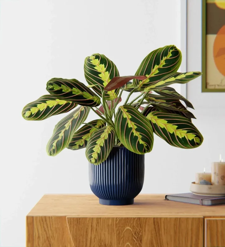 Red Prayer Plant (Maranta) Live Houseplant – 6 inch Potted Indoor Plant Red Prayer Plant (Maranta) Live Houseplant – 6 inch Potted Indoor Plant - Image 4