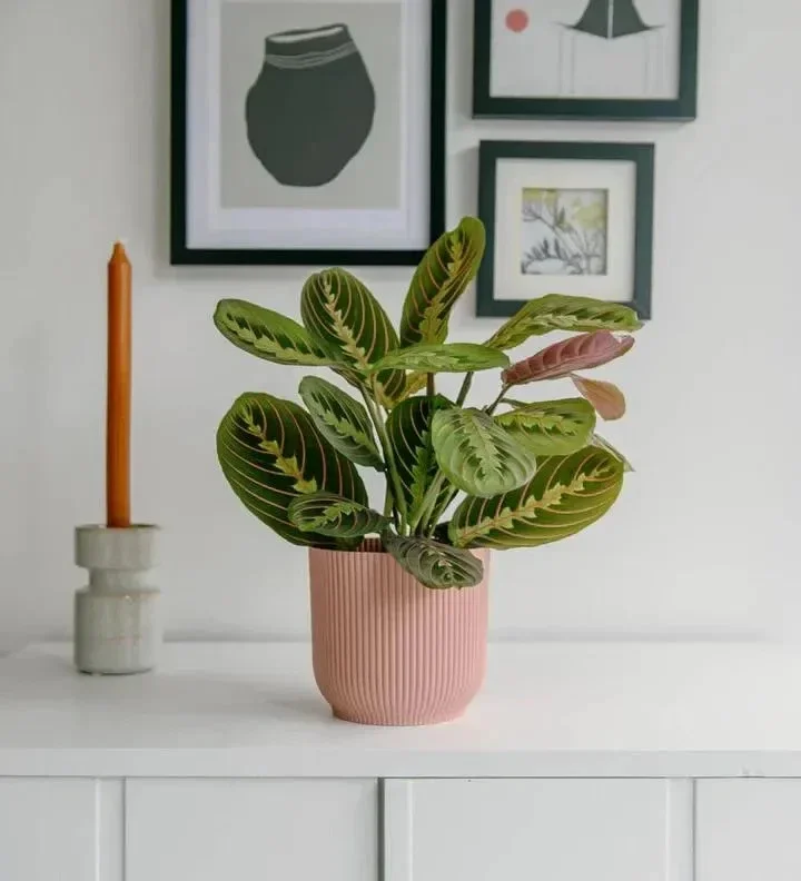 Red Prayer Plant (Maranta) Live Houseplant – 6 inch Potted Indoor Plant Red Prayer Plant (Maranta) Live Houseplant – 6 inch Potted Indoor Plant - Image 5