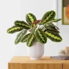 Red Prayer Plant (Maranta) Live Houseplant – 6 inch Potted Indoor Plant Red Prayer Plant (Maranta) Live Houseplant – 6 inch Potted Indoor Plant - Image 1