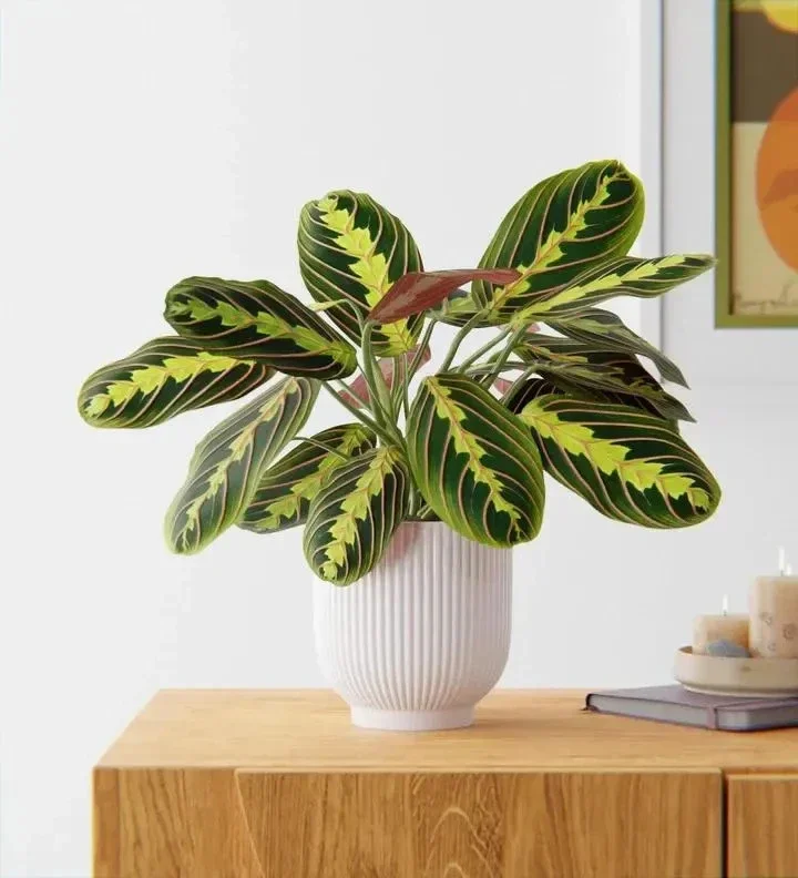 Red Prayer Plant (Maranta) Live Houseplant – 6 inch Potted Indoor Plant Red Prayer Plant (Maranta) Live Houseplant – 6 inch Potted Indoor Plant - Image 1