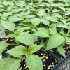Red Sriracha Chili Pepper Live Plants - Super Hot - Set of 3 - Vegetative Stage - Image 1