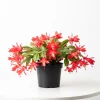 Red Thanksgiving Cactus Live Plant – Zygocactus Succulent in 4 Inch Pot - Image 1