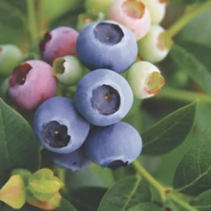 Reka Blueberry Live Plant – Edible Dwarf Fruit Bush – 5.25" Pot – Perennial Outdoor Reka Blueberry Live Plant – Edible Dwarf Fruit Bush – 5.25" Pot – Perennial Outdoor - Image 1