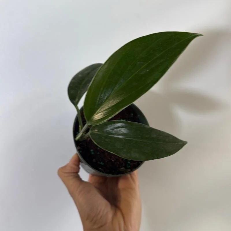 Rhaphidophora Decursiva Dragon Tail Variegated Live Plant 4" Pot Indoor - Image 2