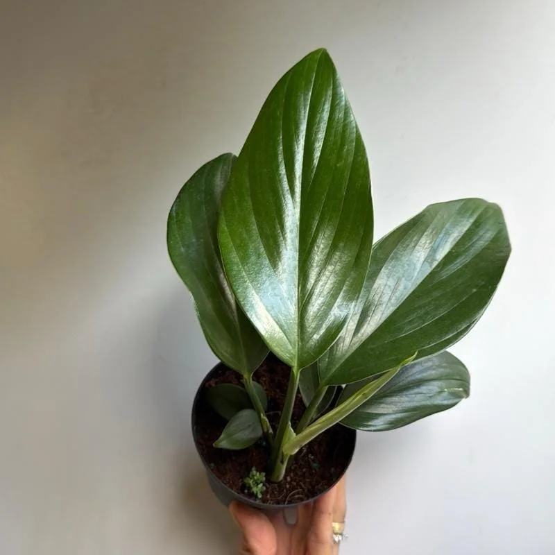 Rhaphidophora Decursiva Dragon Tail Variegated Live Plant 4" Pot Indoor - Image 1