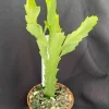 Rhipsalis Houlletiana Live Plant – Jungle Cactus – Two Rooted Plants in 2 inch Pots Rhipsalis Houlletiana Live Plant – Jungle Cactus – Two Rooted Plants in 2 inch Pots - Image 1