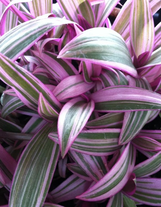 Rhoeo Discolor Tricolor Live Plant – Colorful Indoor Houseplant Rhoeo Discolor Tricolor Live Plant – Colorful Indoor Houseplant - Image 3