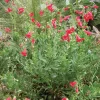 Rock Penstemon Live Plant – Penstemon baccharifolius – 1 Gallon – Fully Rooted - Image 1
