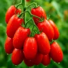 Roma Tomato Seeds - 200+ Heirloom Non-GMO Sweet Juicy Tomato Seeds for Garden Planting - Image 1