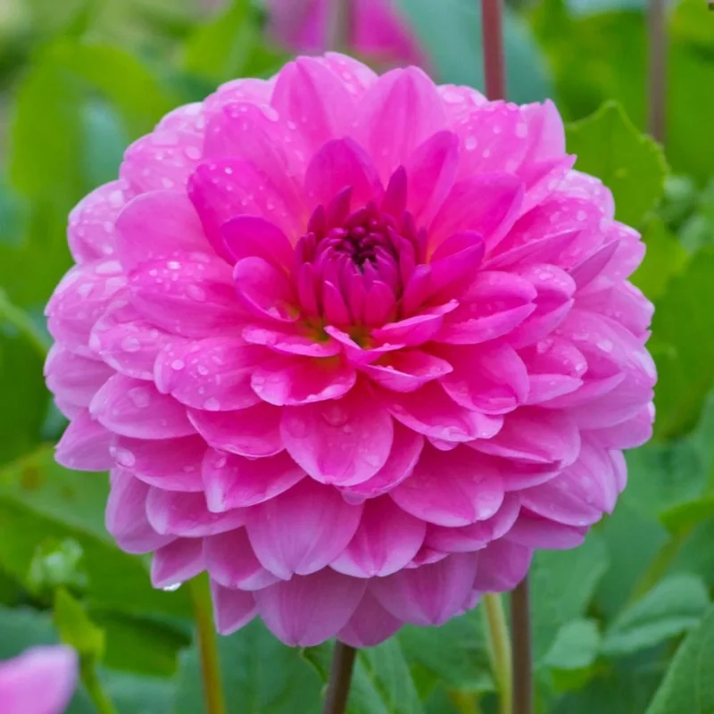 Rosella Dahlia Seeds - 25 Flower Perennial Seeds for Garden - Image 2