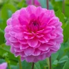 Rosella Dahlia Seeds - 25 Flower Perennial Seeds for Garden - Image 1