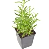 Rosemary Live Plant – Fragrant & Edible Herb – 10-12 Inches Tall – Perennial - Image 1